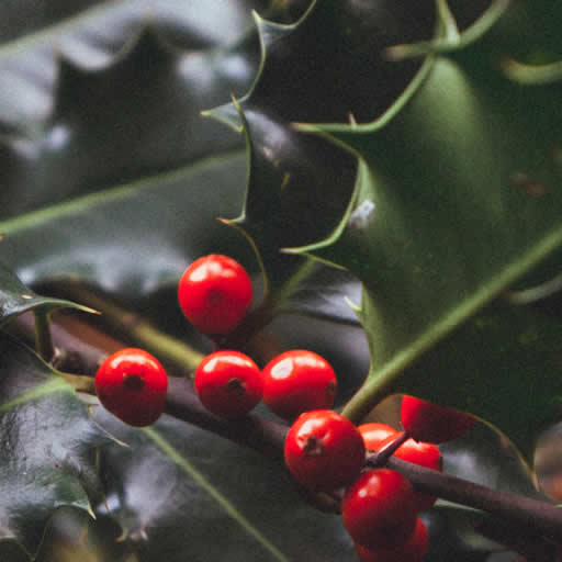 Holly leaf